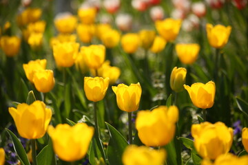 Fototapeta premium A collection of variously colored tulips in a well-lit setting, offering charming and diverse colors that can serve as design background material, with the language of flowers subtly conveyed.