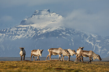 Reindeer against the stunning Icelandic landscape, captured in beautiful light. Their silhouettes...