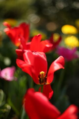 A collection of variously colored tulips in a well-lit setting, offering charming and diverse...