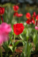 A collection of variously colored tulips in a well-lit setting, offering charming and diverse colors that can serve as design background material, with the language of flowers subtly conveyed.