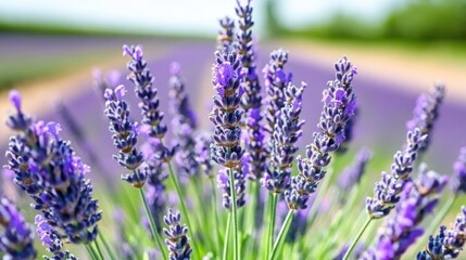 Fototapeta premium Lavender blooming in field with blurred rows under sunny sky