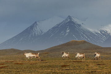 Reindeer against the stunning Icelandic landscape, captured in beautiful light. Their silhouettes contrast with the rugged terrain, creating a wild and serene scene.