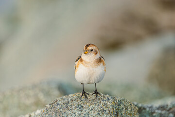 Various birds in Iceland's wild landscapes, soaring over rugged cliffs and icy waters. A paradise for birdwatchers and nature lovers, showcasing Arctic wildlife in its natural habitat.