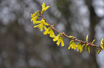  Blooming forthisia branch with yellow flowers isolated against natural bokeh background .Closeup photo outdoors. Spring awakening of nature. Free copy space.