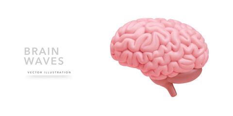 3d Realistic model of brain isolated on white background. Vector illustration