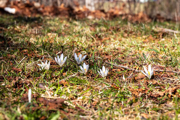 White Crocuses Blooming in Early Spring