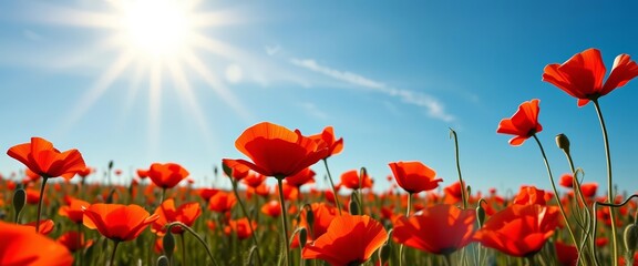 Obraz premium Crimson poppy field bathed in sunlight, azure sky, wildflower, blue