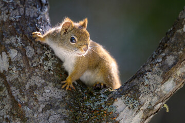 American Red Squirrel posing in crotch of tree