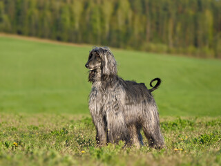 Standing grey Afghan Hound dog