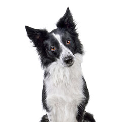 Portrait of border collie dog