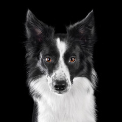 Portrait of border collie dog