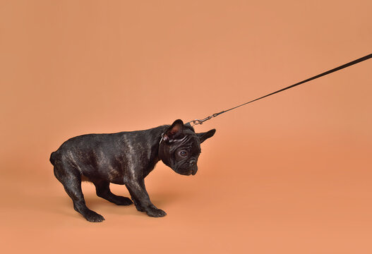 French Bulldog puppy dog refusing to move