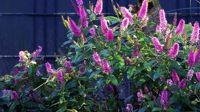 veronica violet flower in the morning sun
