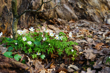 wood anemone bush
