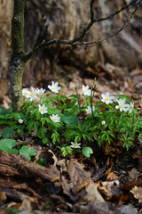 flowers in forest