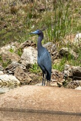 Little Blue Heron in a North Carolina swamp