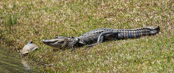 American alligator in a swamp in North Carolina
