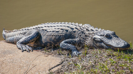 American alligator in a swamp in North Carolina