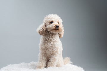 White miniature poodle on a light background. Studio shot of a dog. Maltipoo