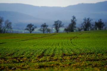landscape with green grass, freshly sown