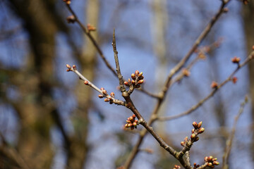 branch of a willow