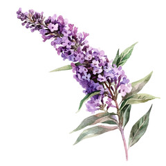 Butterfly Bush Branch, watercolor illustration vector, high quality, isolated on a white background.
