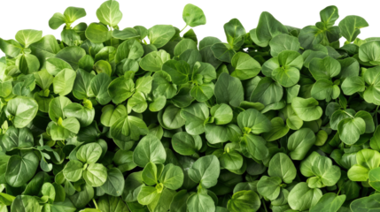 Lush Green Microgreens: An up-close view of vibrant green microgreens, showcasing the intricate details of their leaves. Capturing the fresh, natural essence of the plant.