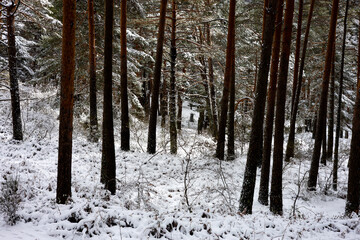 bosque invierno