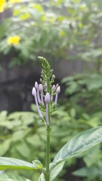 wild flowers in the garden, flower palnt 