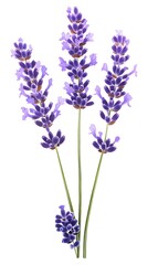 Naklejka premium a watercolor of purple flowers