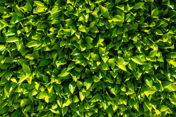 Green Leaves background. Green nature background. Leaves plants backdrop. Green leaf in forest. Green leaf background. Leaf forest on blurred greenery background.