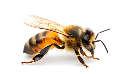 A bee is standing on a white background