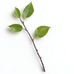 Fototapeta premium Fashion Twig Brown Overview Day Leaves Background.