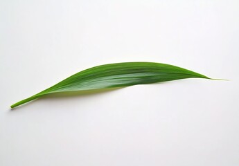 A single green elongated leaf on a white background, natural and minimalist atmosphere