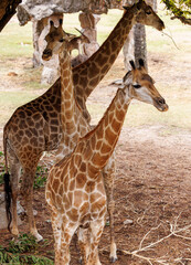giraffe on the nature
