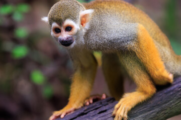 squirrel monkey close up in the wild