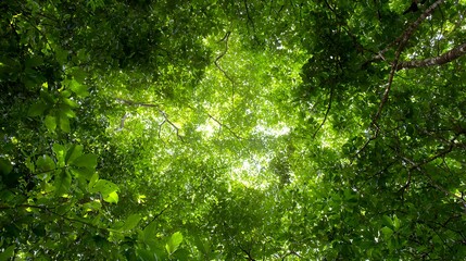 Looking Up Through Lush Green Canopy Sunlight Shining Down Nature Scene