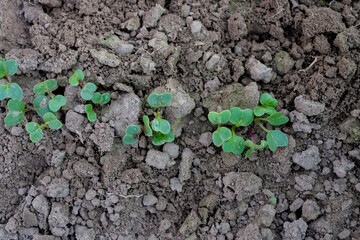 Radish seedlings close up. Growing Radishes. Soils for radishes. Care, watering, fertilizing. Top view. Copy space.
