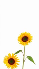 Obraz premium A single sunflower blooms vibrantly against a pure white background, cheerful, flora, petals