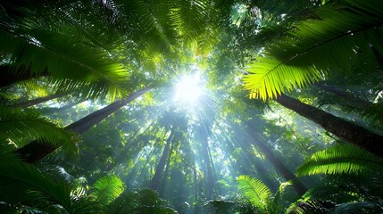 Fototapeta premium Lush Green Jungle Canopy Sun Rays Shining Through Nature Foliage