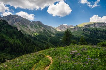 nature sceneries along the Monzoni Valley, Dolomites, Val di Fassa, Italy