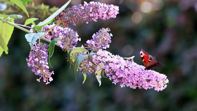 butterfly Peacock on lilac flower
