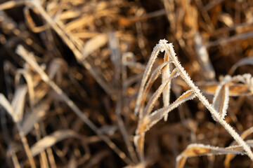 Winter, grass covered with frost, light, shadow.
