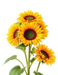 Three vibrant sunflowers, stems, and leaves, isolated on white, isolated, closeup