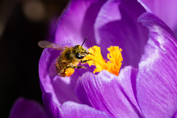 A honey bee collecting yellow pollen from a purple crocus flower