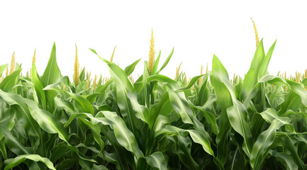 Corn field with green leaves, isolated on a transparent background