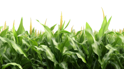 Corn field with green leaves, isolated on a transparent background