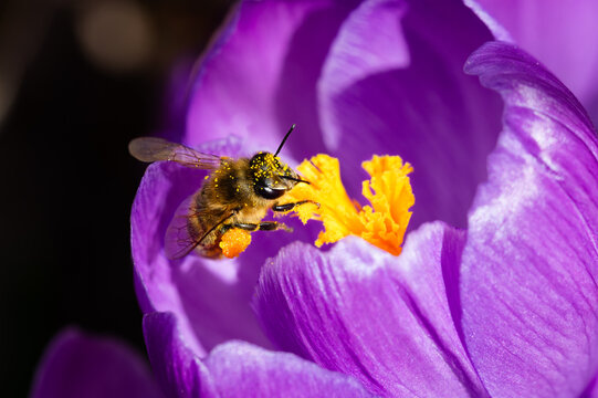A honey bee collecting yellow pollen from a purple crocus flower