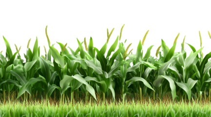 Corn field with green leaves, isolated on a transparent background