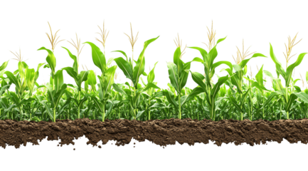 Corn field with green leaves, isolated on a transparent background